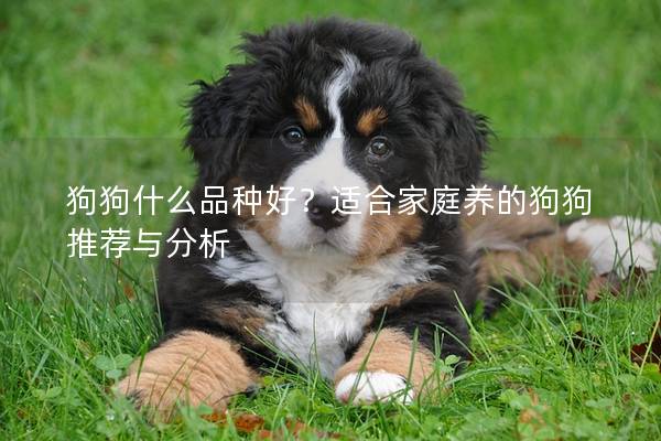 狗狗什么品種好？適合家庭養的狗狗推薦與分析