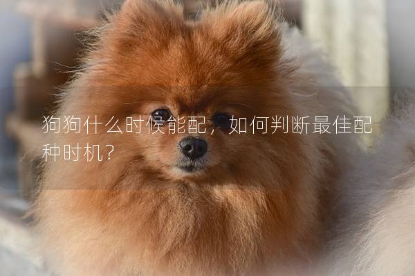 狗狗什么時候能配，如何判斷最佳配種時機？
