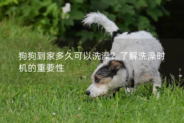狗狗到家多久可以洗澡？了解洗澡時機的重要性