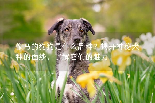 像馬的狗狗是什么品種？揭開神秘犬種的面紗，了解它們的魅力