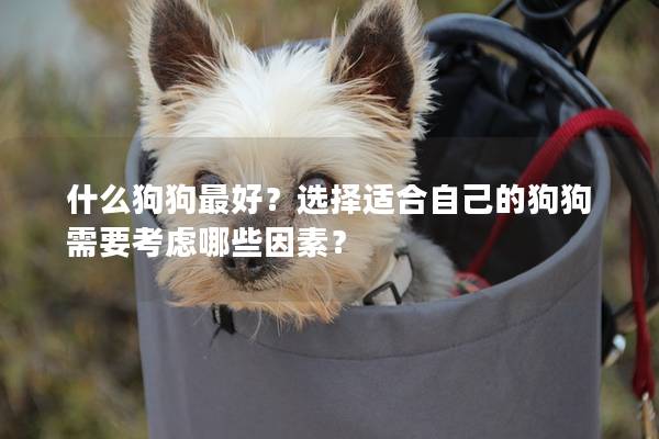 什么狗狗最好？選擇適合自己的狗狗需要考慮哪些因素？