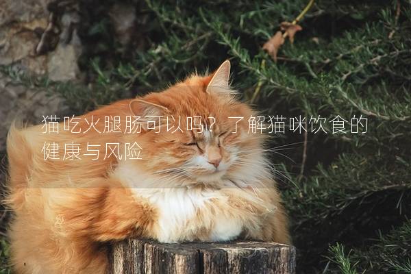 貓吃火腿腸可以嗎？了解貓咪飲食的健康與風險