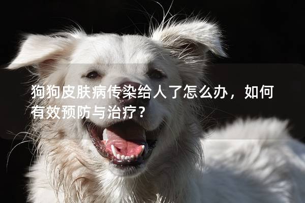 狗狗皮膚病傳染給人了怎么辦,如何有效預防與治療? 狗狗皮膚病傳染給人了怎么辦,如何有效預防與治療?