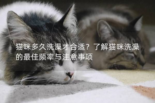 貓咪多久洗澡才合適？了解貓咪洗澡的最佳頻率與注意事項