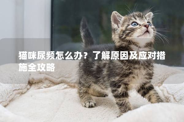 貓咪尿頻怎么辦？了解原因及應對措施全攻略
