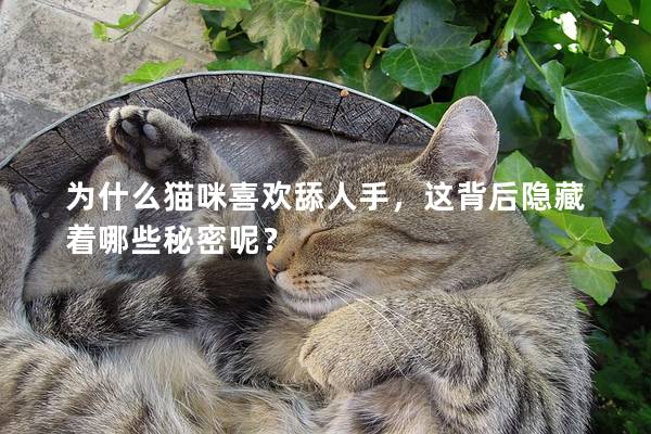 為什么貓咪喜歡舔人手，這背后隱藏著哪些秘密呢？