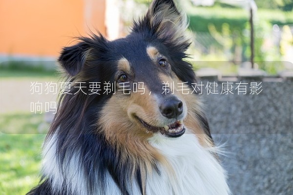 狗狗夏天要剃毛嗎,剃毛對健康有影響嗎 狗狗夏天要剃毛嗎,剃毛對健康有影響嗎