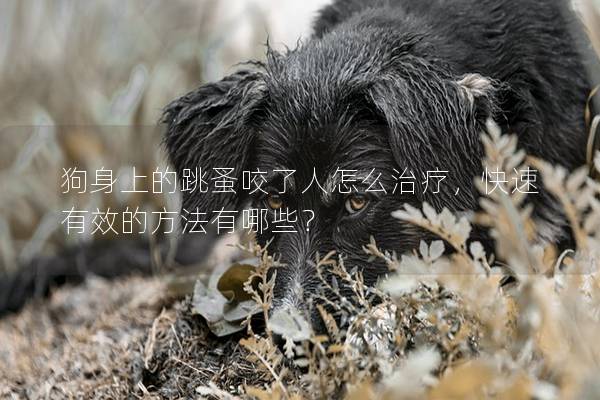 狗身上的跳蚤咬了人怎么治療,快速有效的方法有哪些? 狗身上的跳蚤咬了人怎么治療,快速有效的方法有哪些?