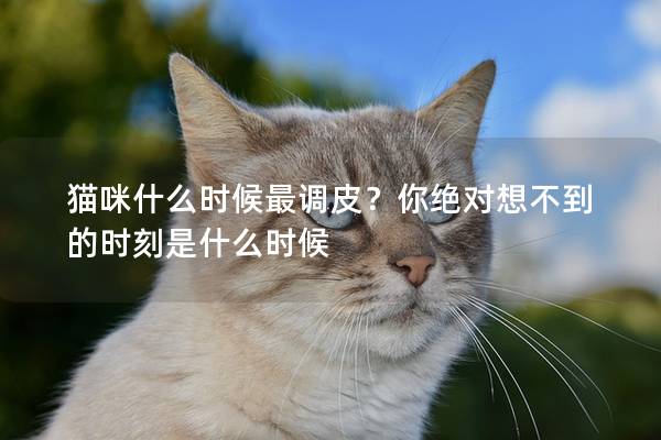 貓咪什么時候最調皮？你絕對想不到的時刻是什么時候