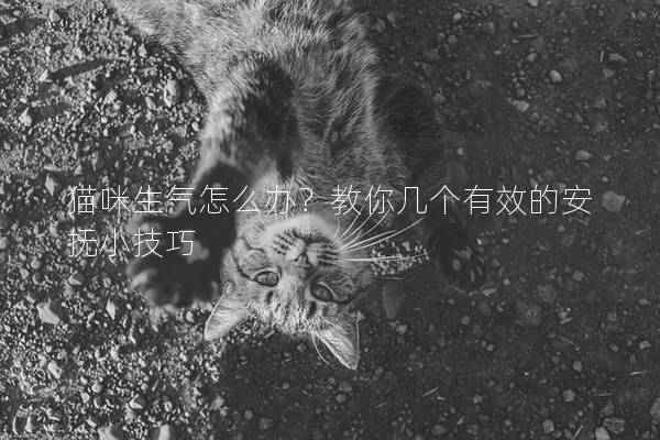 貓咪生氣怎么辦？教你幾個有效的安撫小技巧