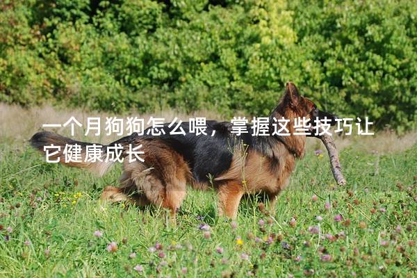 一個月狗狗怎么喂，掌握這些技巧讓它健康成長