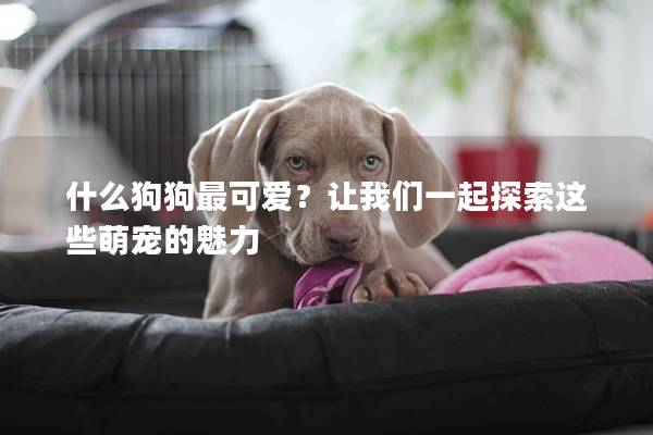 什么狗狗最可愛？讓我們一起探索這些萌寵的魅力