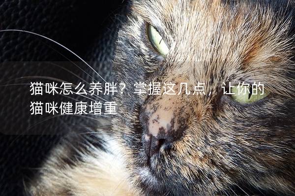 貓咪怎么養(yǎng)胖？掌握這幾點，讓你的貓咪健康增重