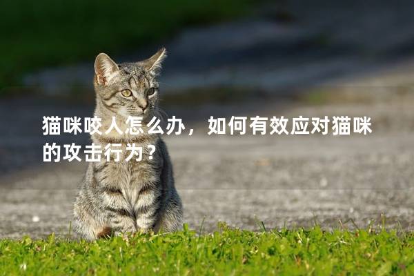 貓咪咬人怎么辦，如何有效應對貓咪的攻擊行為？