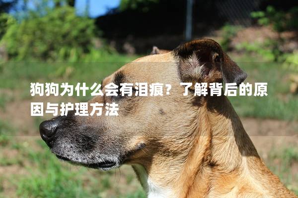 狗狗為什么會有淚痕?了解背后的原因與護理方法 狗狗為什么會有淚痕?了解背后的原因與護理方法