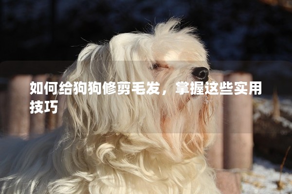 如何給狗狗修剪毛發(fā)，掌握這些實用技巧