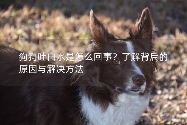 狗狗吐白水是怎么回事？了解背后的原因與解決方法