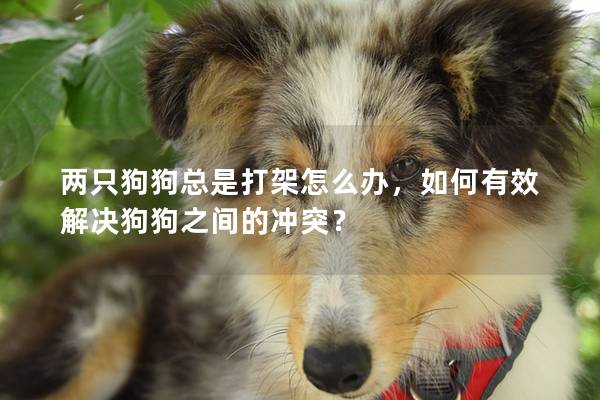 兩只狗狗總是打架怎么辦，如何有效解決狗狗之間的沖突？
