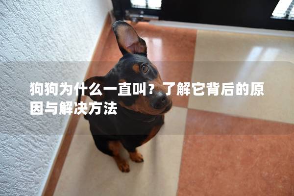 狗狗為什么一直叫？了解它背后的原因與解決方法