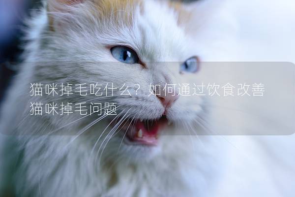 貓咪掉毛吃什么？如何通過飲食改善貓咪掉毛問題