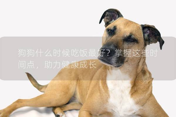 狗狗什么時候吃飯最好？掌握這些時間點，助力健康成長