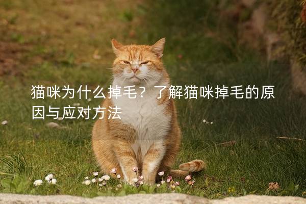 貓咪為什么掉毛?了解貓咪掉毛的原因與應(yīng)對方法 貓咪為什么掉毛?了解貓咪掉毛的原因與應(yīng)對方法