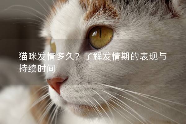 貓咪發情多久？了解發情期的表現與持續時間