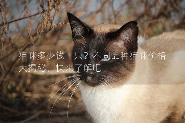 貓咪多少錢一只？不同品種貓咪價格大揭秘，快來了解吧