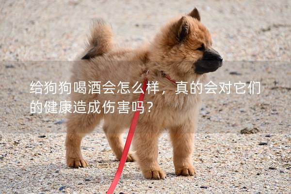 給狗狗喝酒會怎么樣，真的會對它們的健康造成傷害嗎？