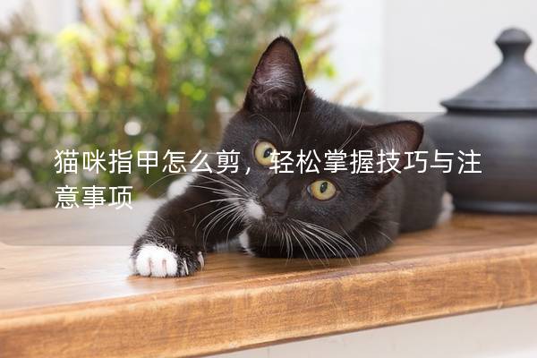 貓咪指甲怎么剪，輕松掌握技巧與注意事項