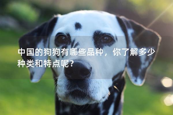 中國的狗狗有哪些品種，你了解多少種類和特點呢？
