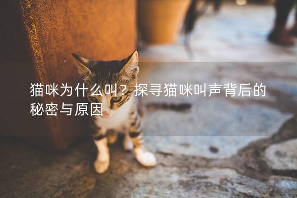 貓咪為什么叫?探尋貓咪叫聲背后的秘密與原因 貓咪為什么叫?探尋貓咪叫聲背后的秘密與原因