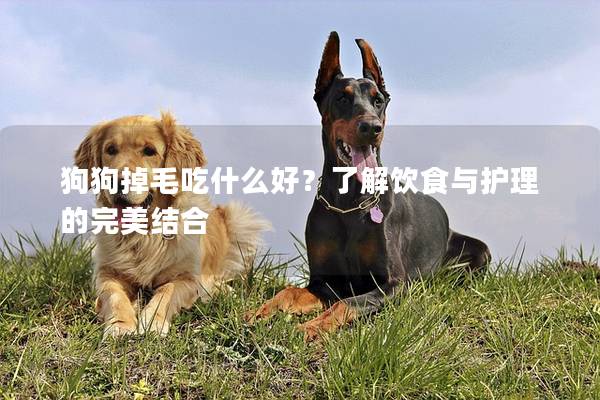 狗狗掉毛吃什么好？了解飲食與護理的完美結合
