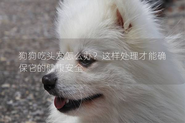 狗狗吃頭發怎么辦？這樣處理才能確保它的健康安全