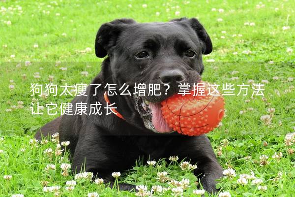 狗狗太瘦了怎么增肥？掌握這些方法讓它健康成長