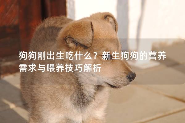 狗狗剛出生吃什么？新生狗狗的營養需求與喂養技巧解析