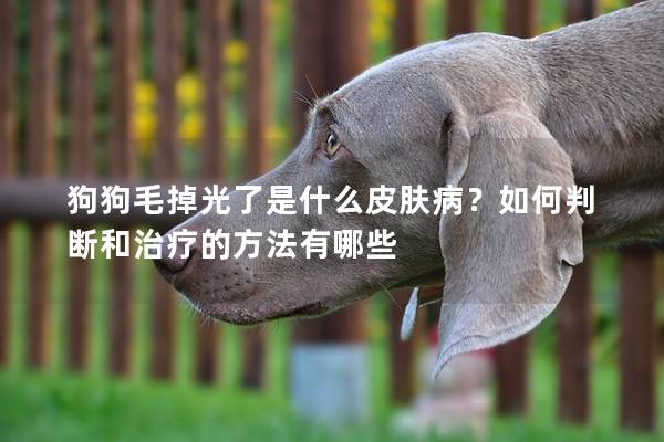 狗狗毛掉光了是什么皮膚病?如何判斷和治療的方法有哪些 狗狗毛掉光了是什么皮膚病?如何判斷和治療的方法有哪些