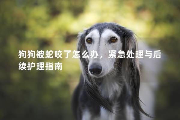 狗狗被蛇咬了怎么辦，緊急處理與后續護理指南