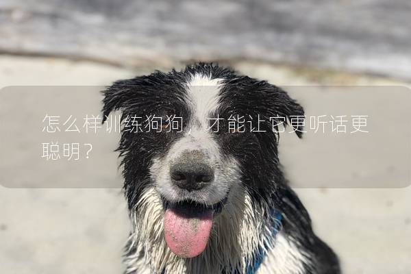 怎么樣訓(xùn)練狗狗，才能讓它更聽話更聰明？