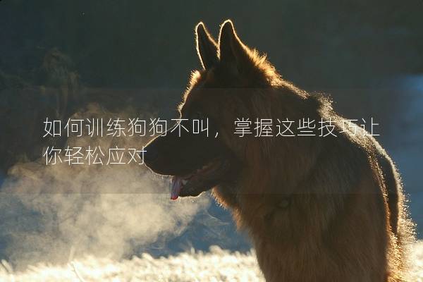 如何訓練狗狗不叫，掌握這些技巧讓你輕松應對