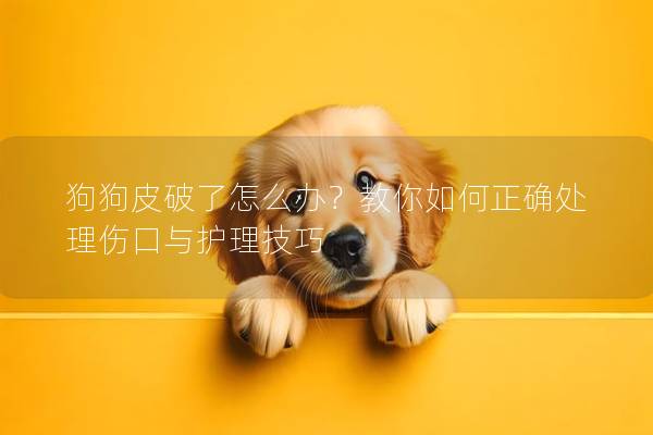 狗狗皮破了怎么辦?教你如何正確處理傷口與護(hù)理技巧