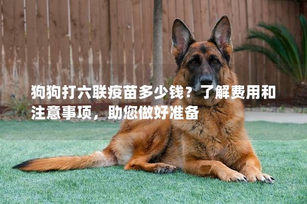 狗狗打六聯(lián)疫苗多少錢？了解費(fèi)用和注意事項(xiàng)，助您做好準(zhǔn)備