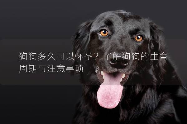 狗狗多久可以懷孕？了解狗狗的生育周期與注意事項