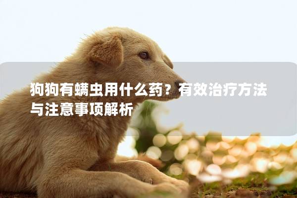 狗狗有螨蟲用什么藥？有效治療方法與注意事項解析