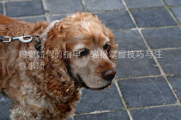 狗狗如何剪指甲，輕松掌握技巧與注意事項