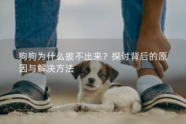狗狗為什么拔不出來？探討背后的原因與解決方法