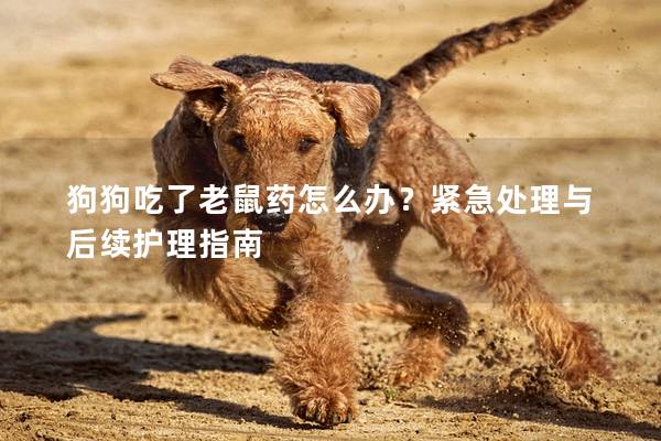 狗狗吃了老鼠藥怎么辦?緊急處理與后續護理指南 狗狗吃了老鼠藥怎么辦?緊急處理與后續護理指南