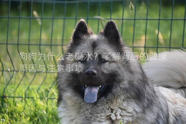 狗狗為什么老喝水？了解背后的健康原因與注意事項