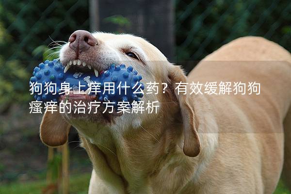 狗狗身上癢用什么藥？有效緩解狗狗瘙癢的治療方案解析