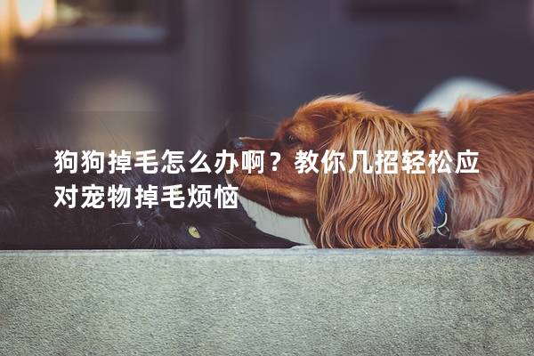 狗狗掉毛怎么辦啊?教你幾招輕松應對寵物掉毛煩惱